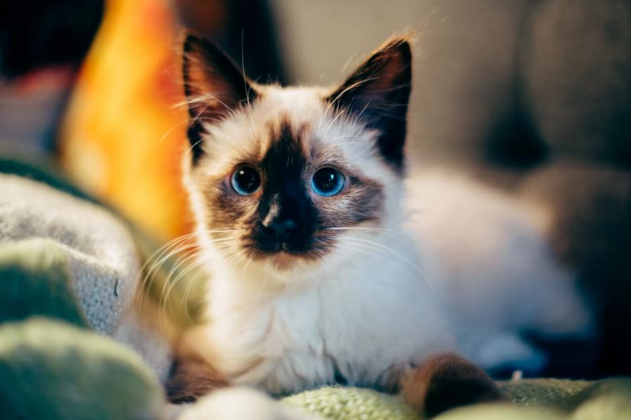 Chaton aux yeux bleus, lumière douce